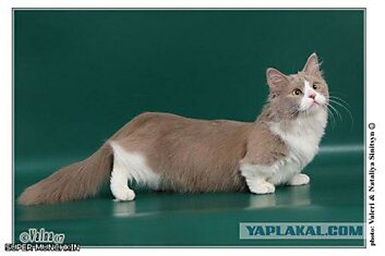 Манчкин - коротколапые коты