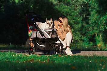 Жители Южной Кореи в 2023 году купили больше колясок для собак, чем для детей, что происходит