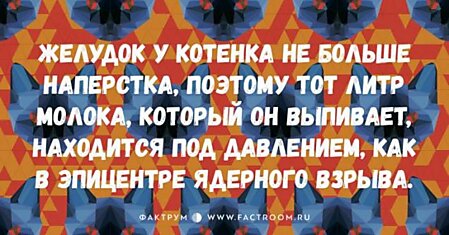 10 самых замечательных анекдотов про котиков