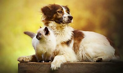 История об истинной дружбе между псом и котенком