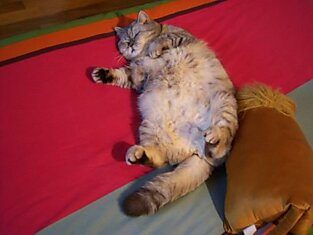 Новая звезда интернета - толстая кошка Джули