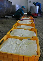 Как и в каких условиях производят сыр "сулугуни"