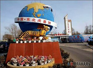 Тигриный зоопарк в Китае