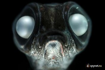Глубоководные морские монстры (32 фото)