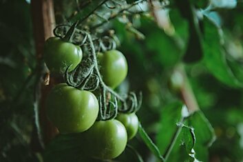 Опрятная грузинская хозяйка закрывает зеленые помидоры на зиму, рецепт на все времена