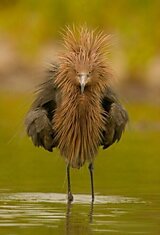 Really angry bird