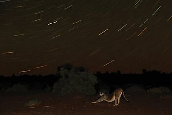 Южноафриканский фотограф Ханнес Лохнер (19 фотографий)