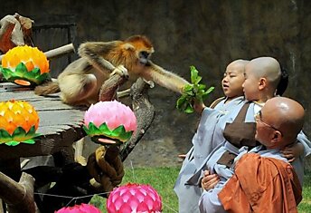 В мире животных - обезьяна и монахи