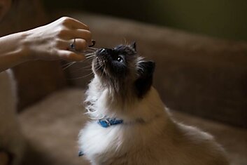 Специалист по питанию котов объяснил, чем нельзя кормить хвостатых проказников