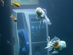Вторичное использование материалов: аквариум в телефонной будке