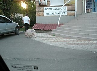 Свинья на фотоэпиляции