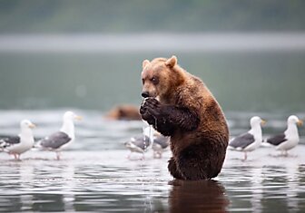 Медведи из России - с улыбкой