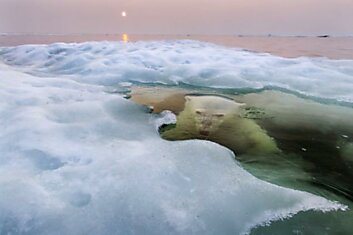 «National Geographic Photo Contest 2013»