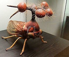 Самое уродливое насекомое на Земле