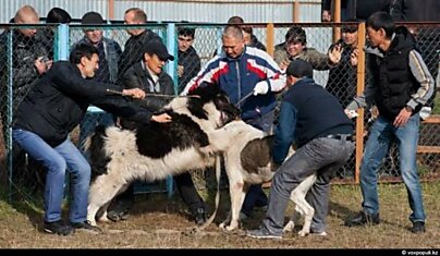 Жестокие собачьи бои (28 фотографий)