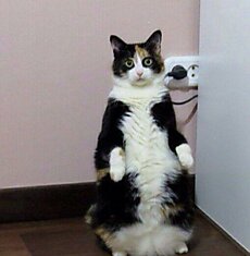 Кошка которая любит стоять!