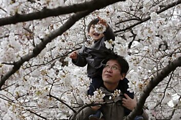 Токийцы наслаждаются цветущей вишней.