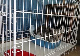 Волгоградский приют для бездомных кошек