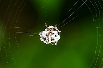 Cyclosa ginnaga – паук, имитирующий птичий помет