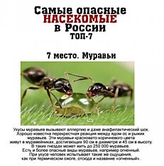 Самые опасные насекомые