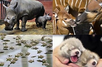 Фотографии детенышей животных со всего мира