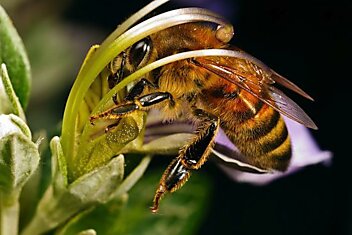 Пчёлы разбираются в искусстве