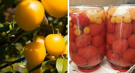 Консервирую помидоры с алычой уже второй год, уксус добавлять перестала