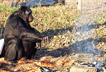 Нью-Йоркский суд: шимпанзе — не люди