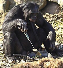 Kanzi - самая умная шимпанзе (12 фотог)