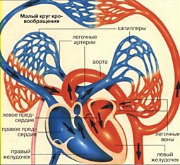 35 фактов о сердце