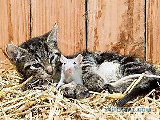 Кошка и крыса - друзья по несчастью