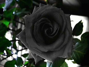 Мистическая красота чёрных роз из Халфети