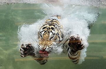 Бенгальский тигр по кличке Акаша в прыжке в воду хватает кусок мяса, Калифорния