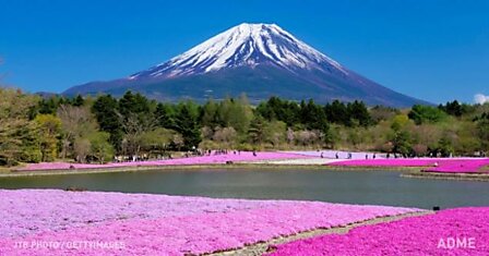 В Японии весной цветет не только сакура