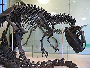 Кости динозавров в музеях — это на самом деле не кости