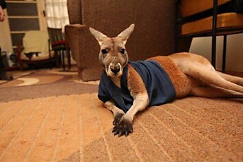 Австралийская женщина растит у себя дома кенгуру.