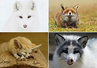 7 видов очаровательной лисы