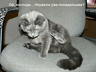 Кошка Фаня