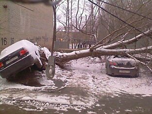 В Москве природа бушует