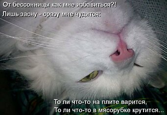 Забавные котоматрицы (50 фото)