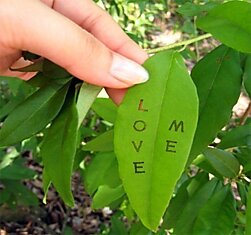 Такие надписи на листьях растений создают с помощью гусениц. Буквы пишутся мёдом, и гусеница начинает есть листик именно с них, поскольку лист с мёдом вкуснее, чем лист без мёда:)
