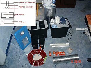 Заметки юного ботаника