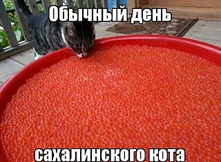 Обычный день..