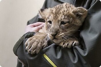 В зоопарке Хельсинки родились азиатские львята+видео