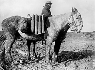 Животные Первой Мировой войны (часть третья)