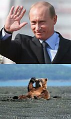 Привет Путин! (20 фото)