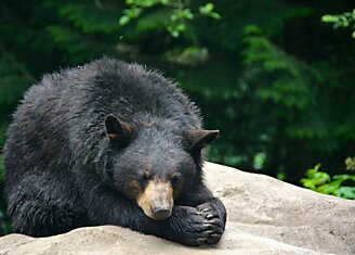У спящих медведей выделен белок, сохраняющий кости от хрупкости во время зимней спячки