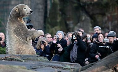 День рождения Кнута