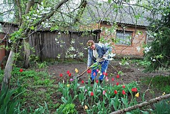 Тонкости посадки тюльпанов весной