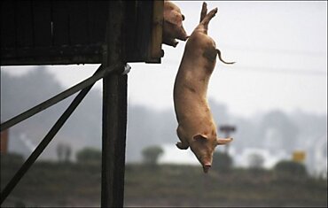 Полет свиньи (4 фото)